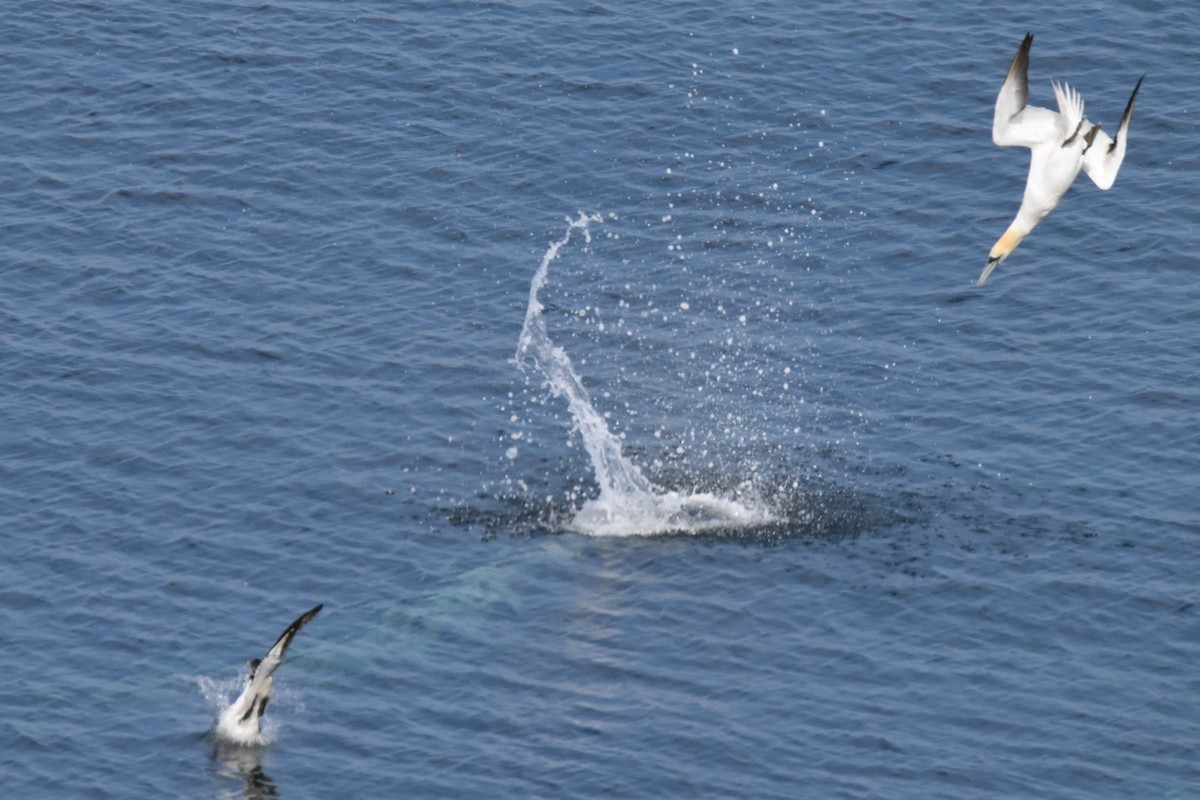 Northern Gannet - ML646221135
