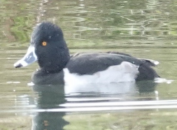 環頸潛鴨 - ML646221136