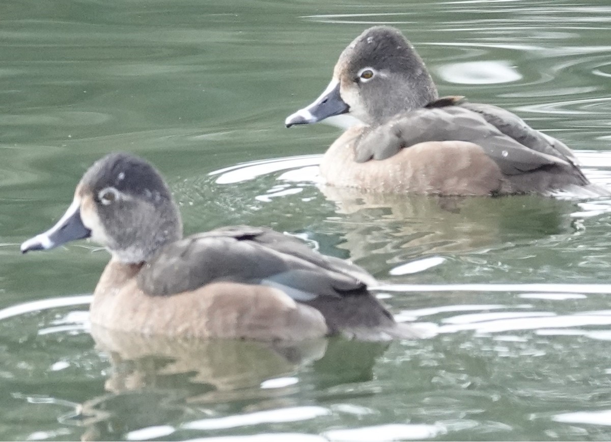 環頸潛鴨 - ML646221137