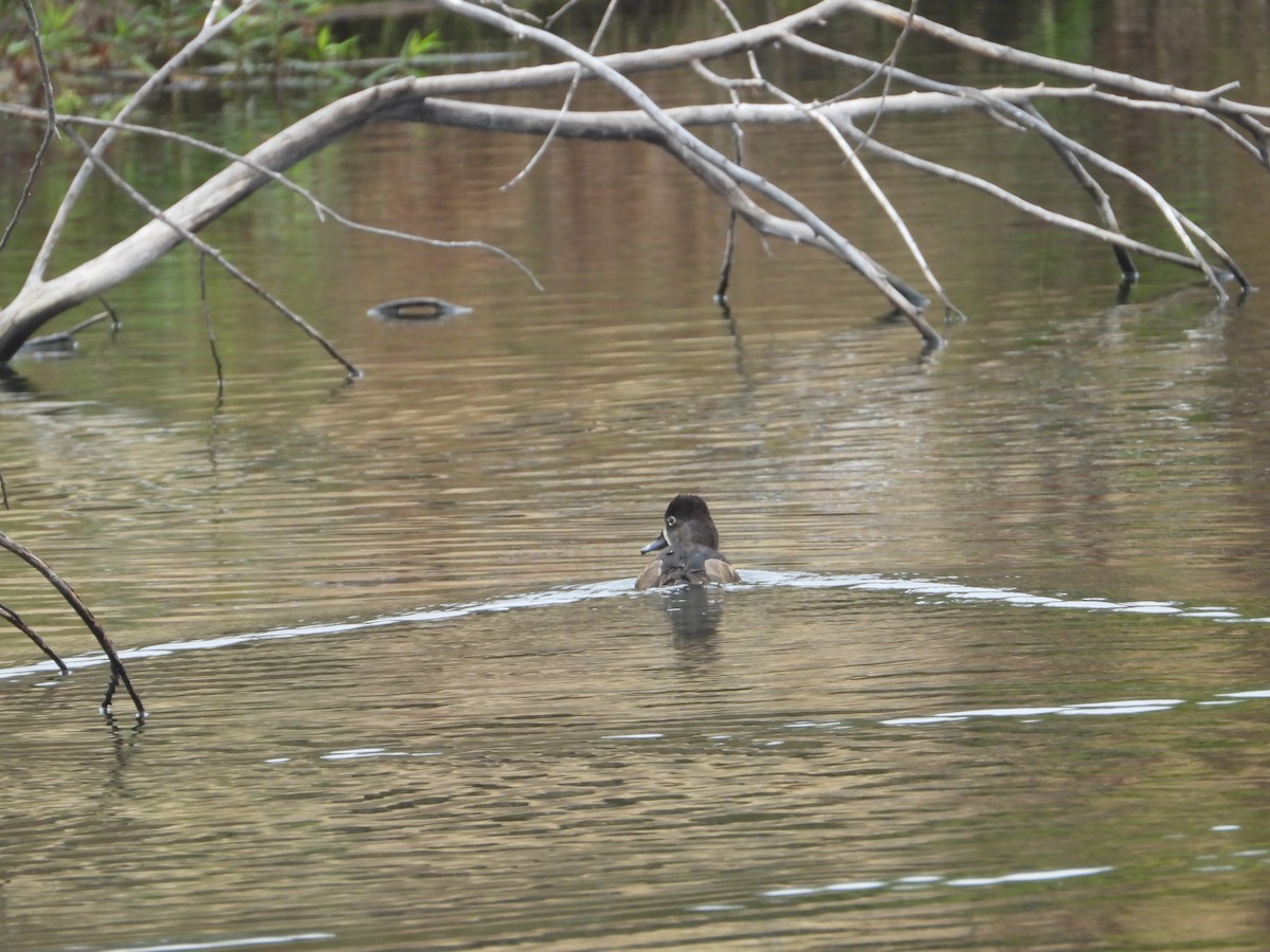 環頸潛鴨 - ML646221141