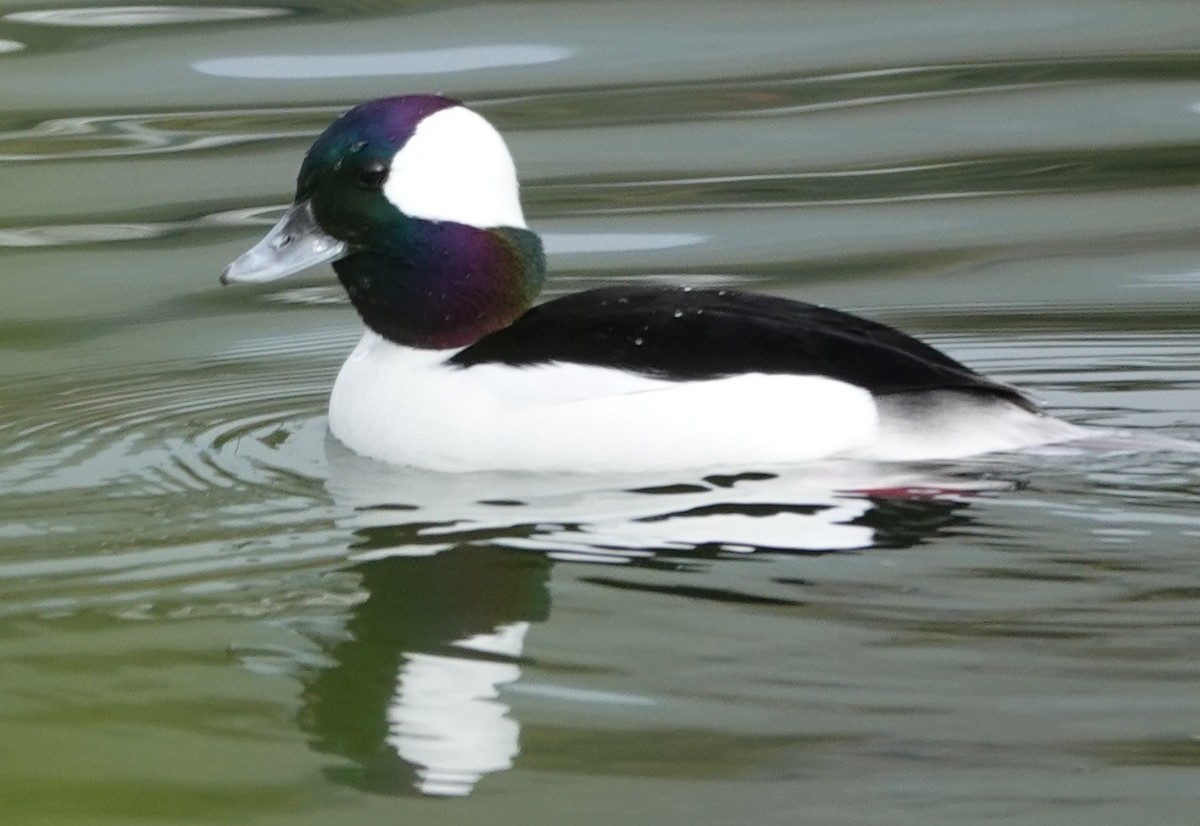 Bufflehead - ML646221142