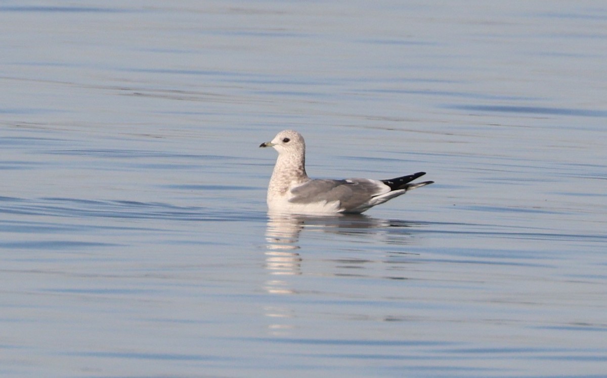 Short-billed Gull - ML646221143