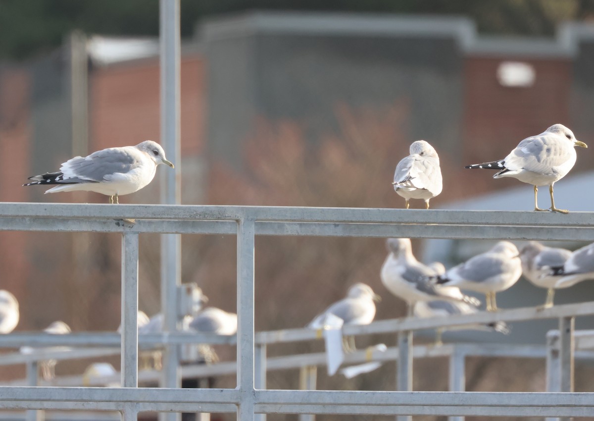 Short-billed Gull - ML646221144