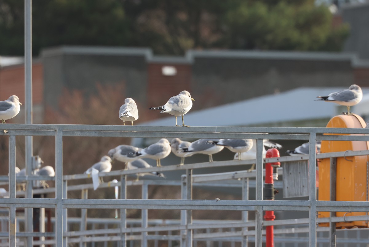 Short-billed Gull - ML646221145