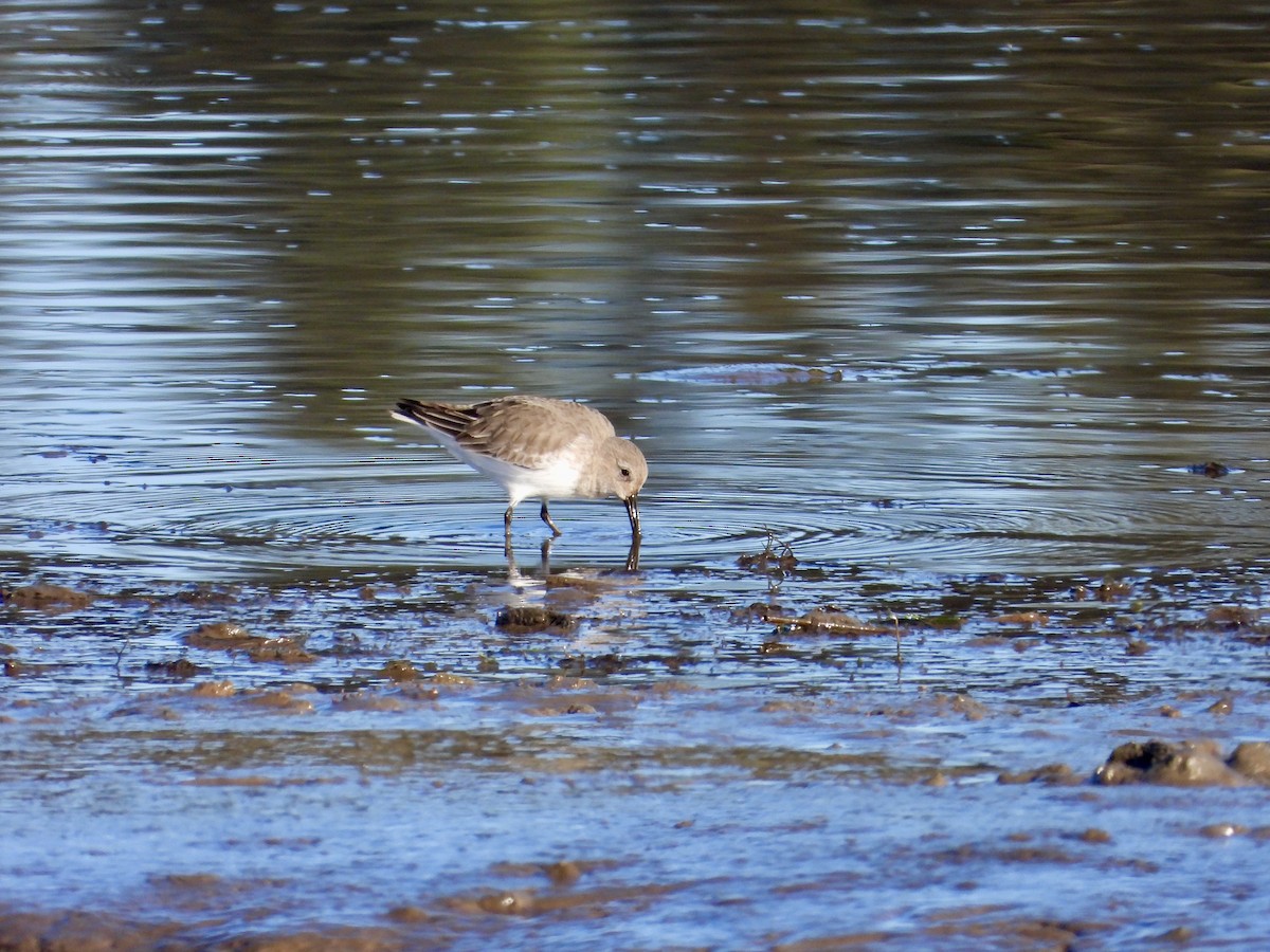 黑腹濱鷸 - ML646221146