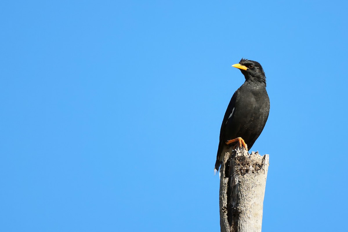 大八哥(叢八哥) - ML646221155