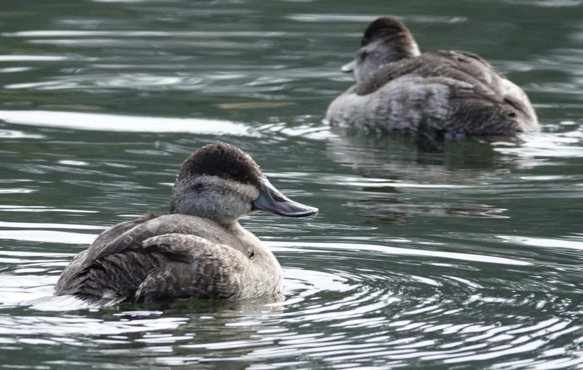 Ruddy Duck - ML646221161