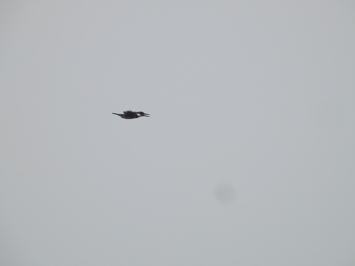 Belted Kingfisher - ML646221162