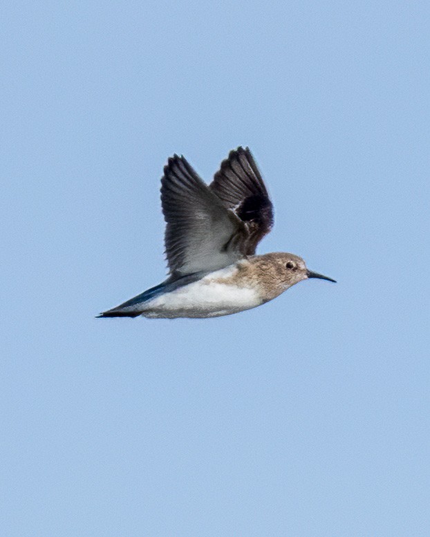 Least Sandpiper - ML646221163