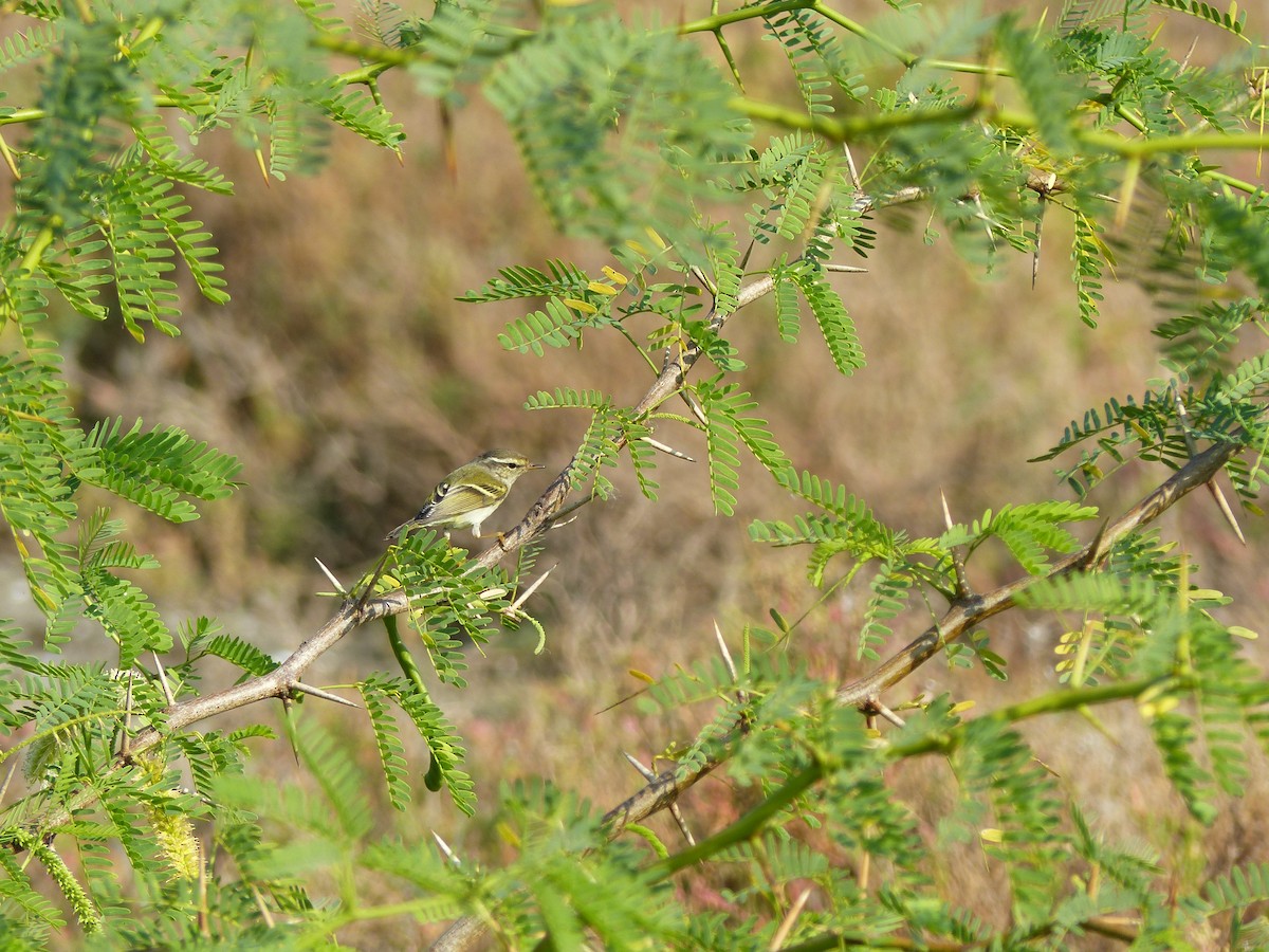 黃眉柳鶯 - ML646221164