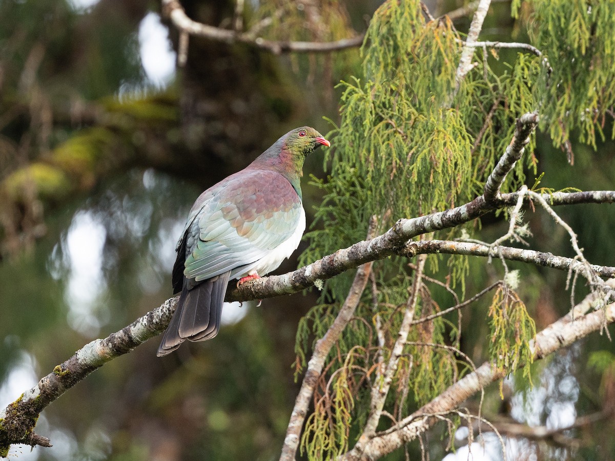 New Zealand Pigeon - ML646221165