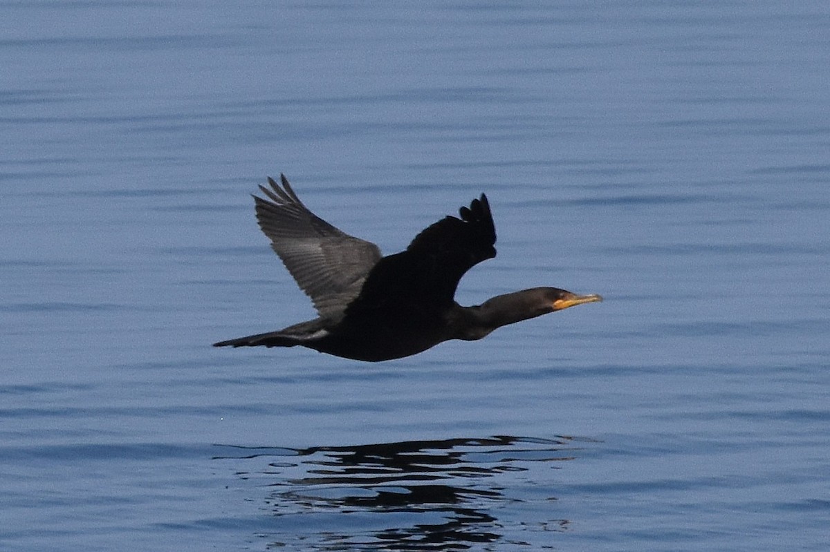 Double-crested Cormorant - ML646221166