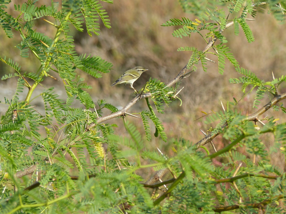 黃眉柳鶯 - ML646221167