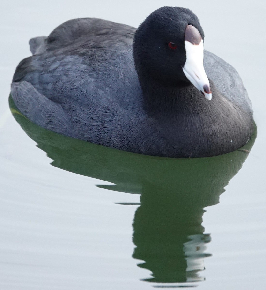 American Coot - ML646221168