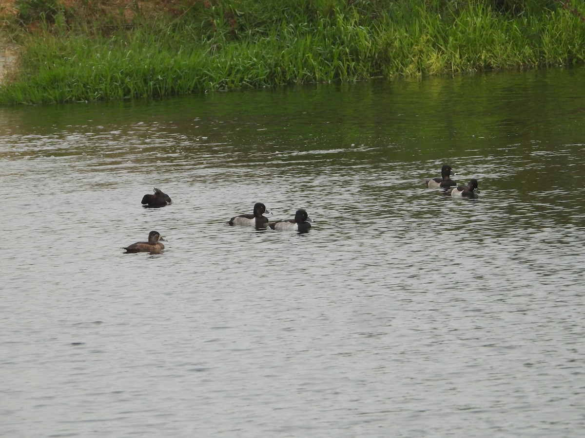 環頸潛鴨 - ML646221169