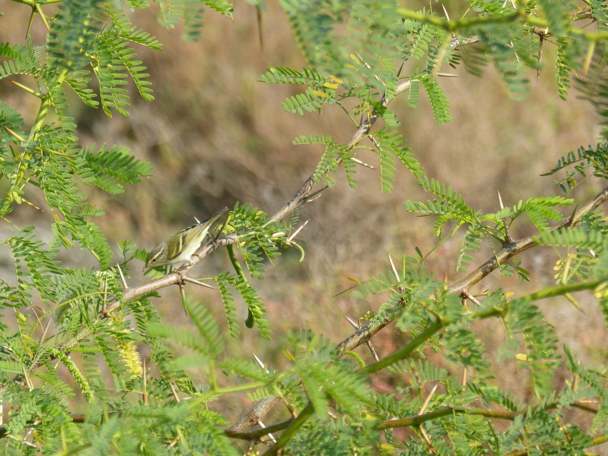 黃眉柳鶯 - ML646221170