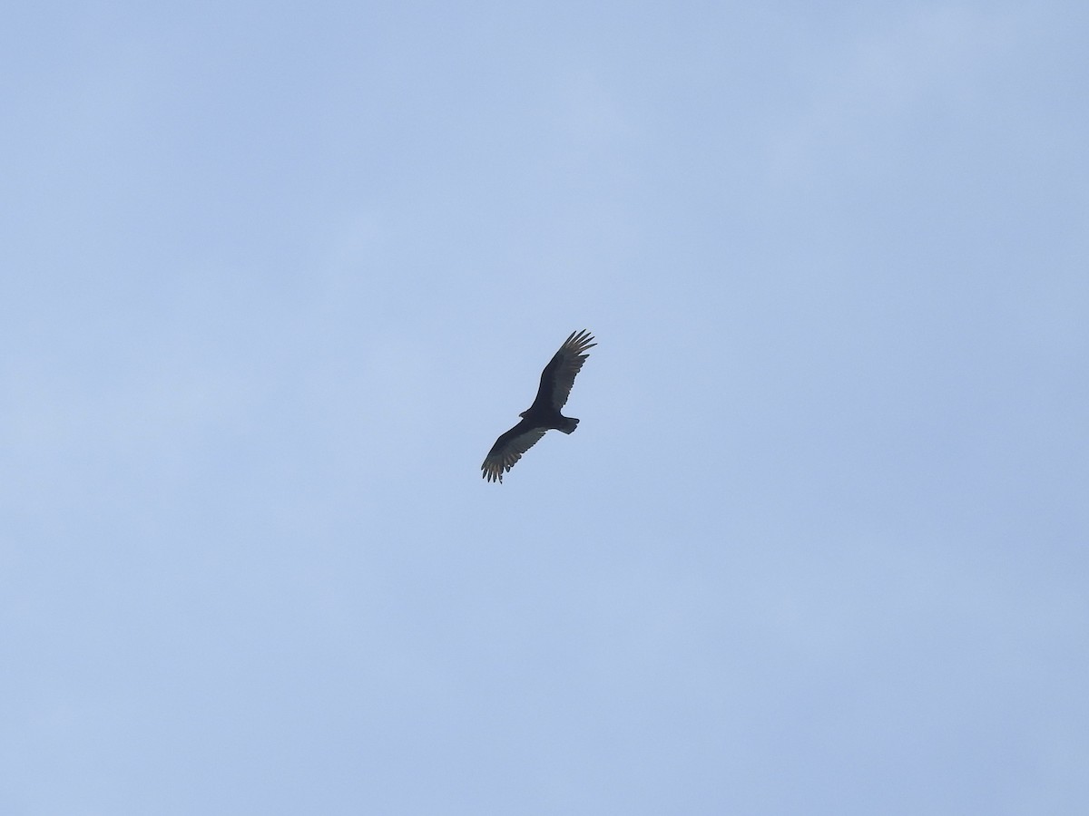 Turkey Vulture - ML646221171
