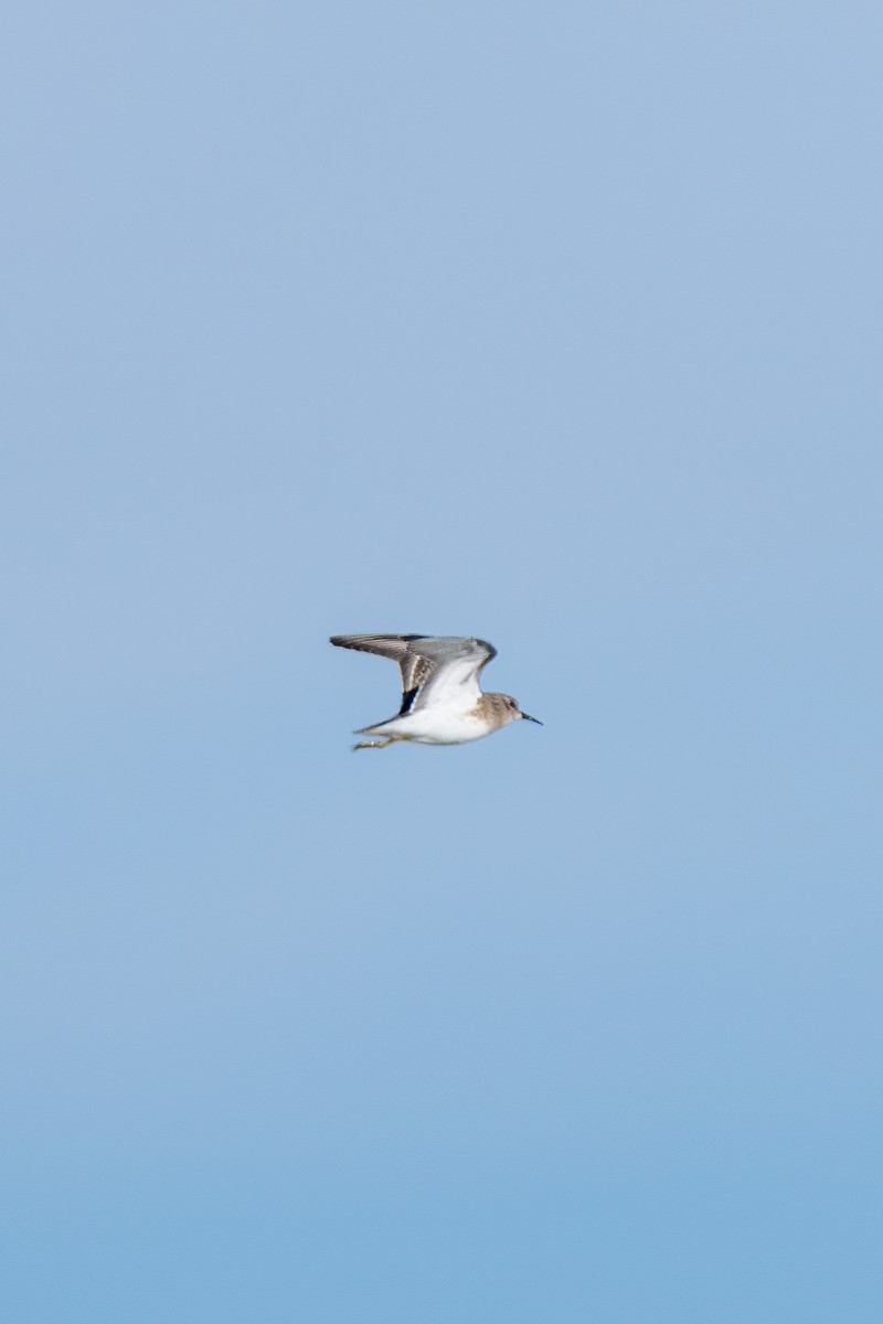 Least Sandpiper - ML646221173