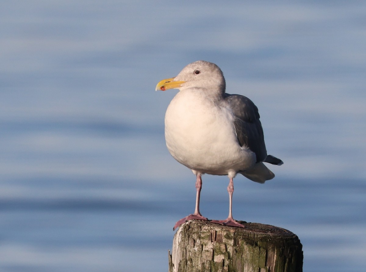 Glaucous-winged Gull - ML646221174