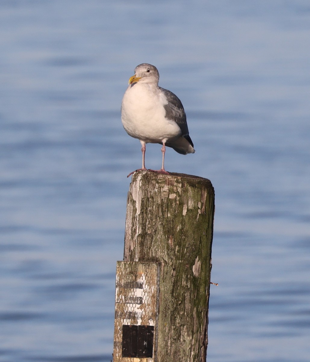 Glaucous-winged Gull - ML646221175