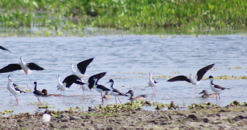 Cinnamon Teal - ML646221176