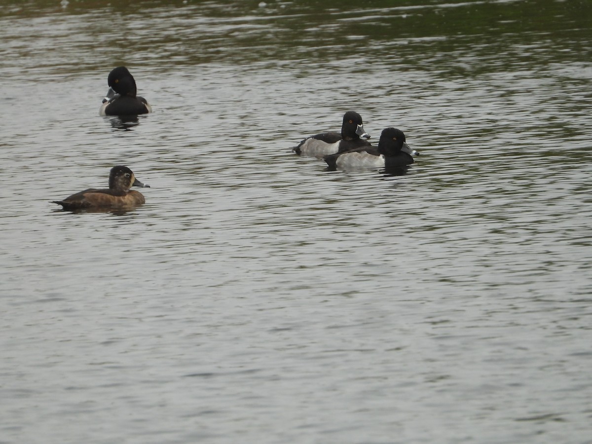 環頸潛鴨 - ML646221178