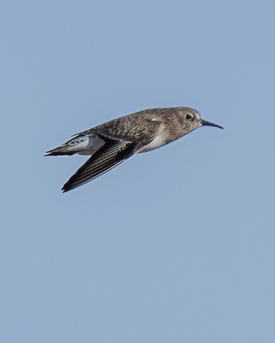 Least Sandpiper - ML646221179