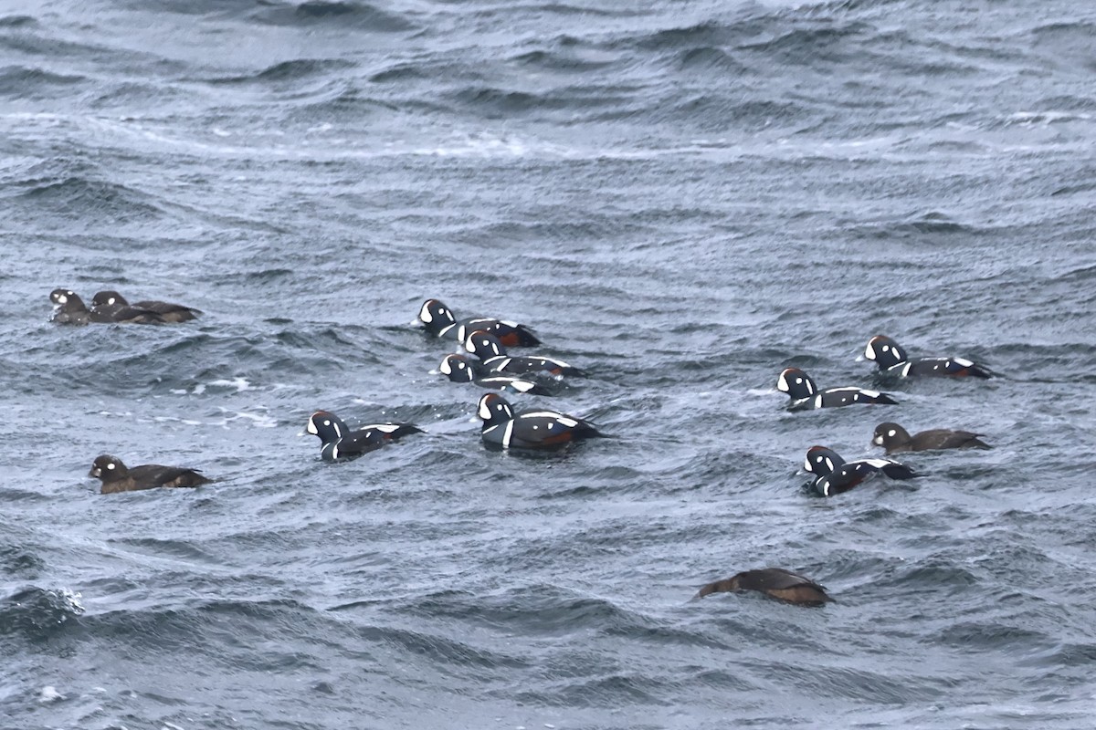 Ahate arlekina - ML646221180