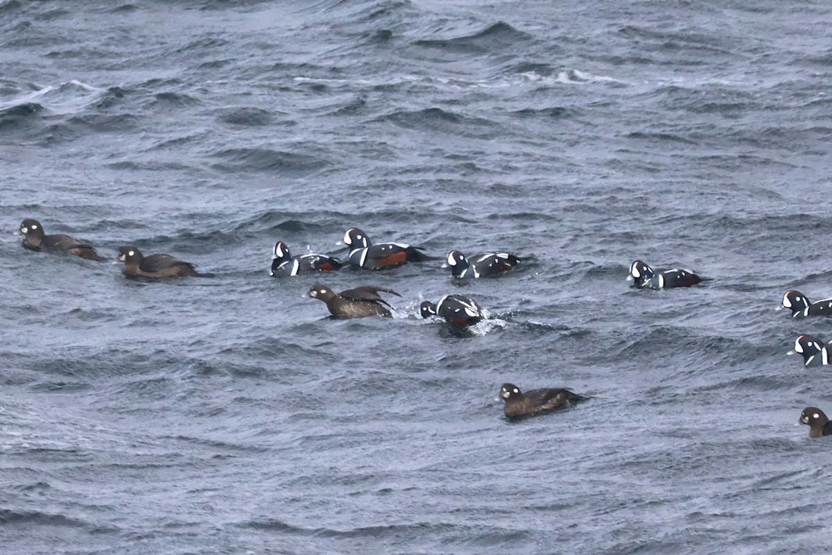 Ahate arlekina - ML646221181