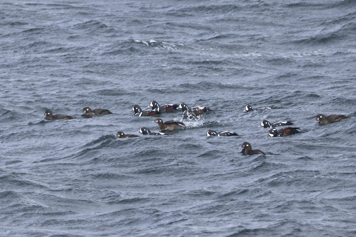 Ahate arlekina - ML646221182