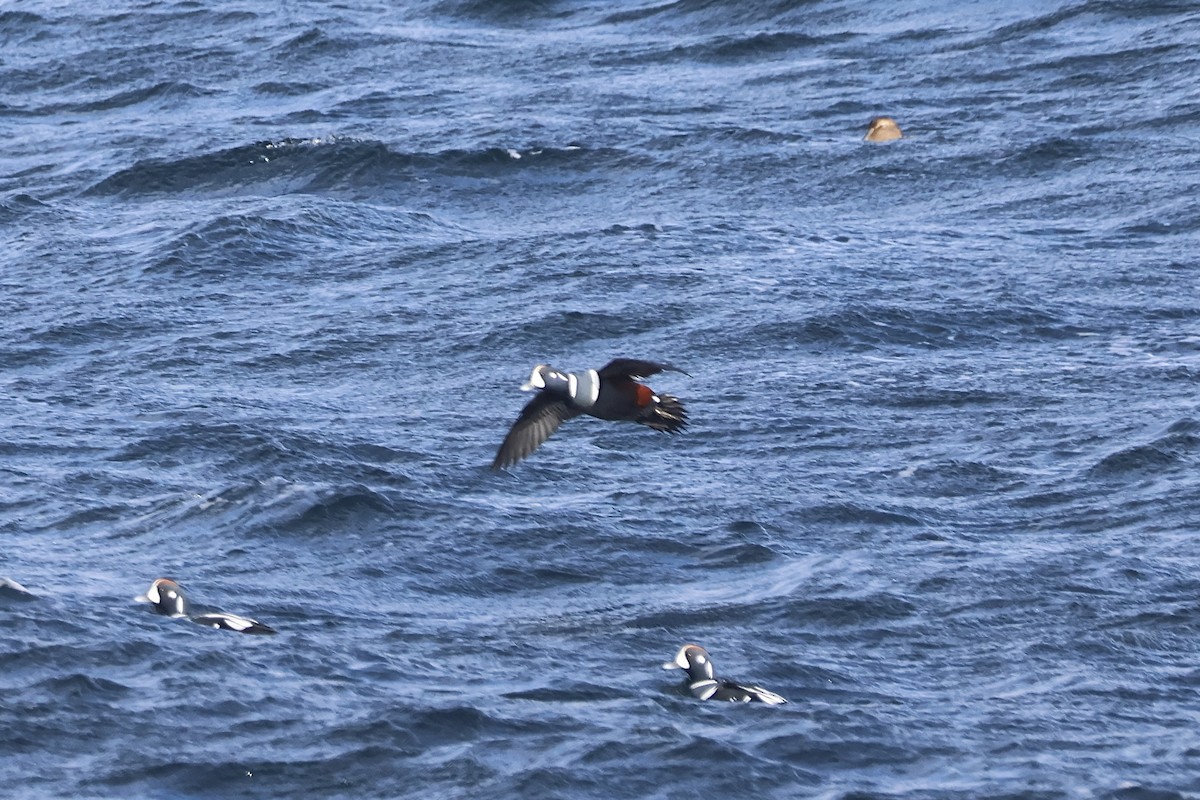 Ahate arlekina - ML646221183