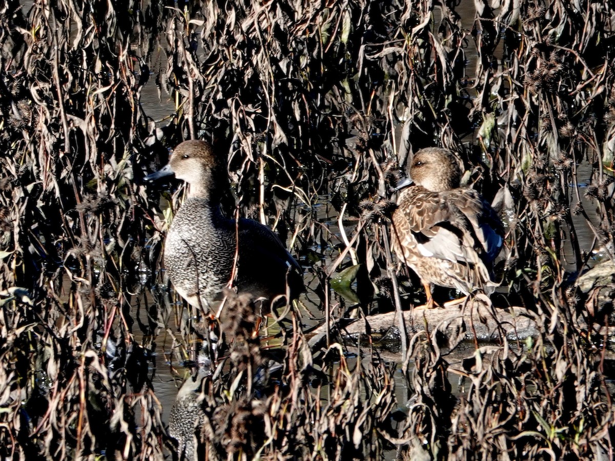 Нерозень - ML646221189