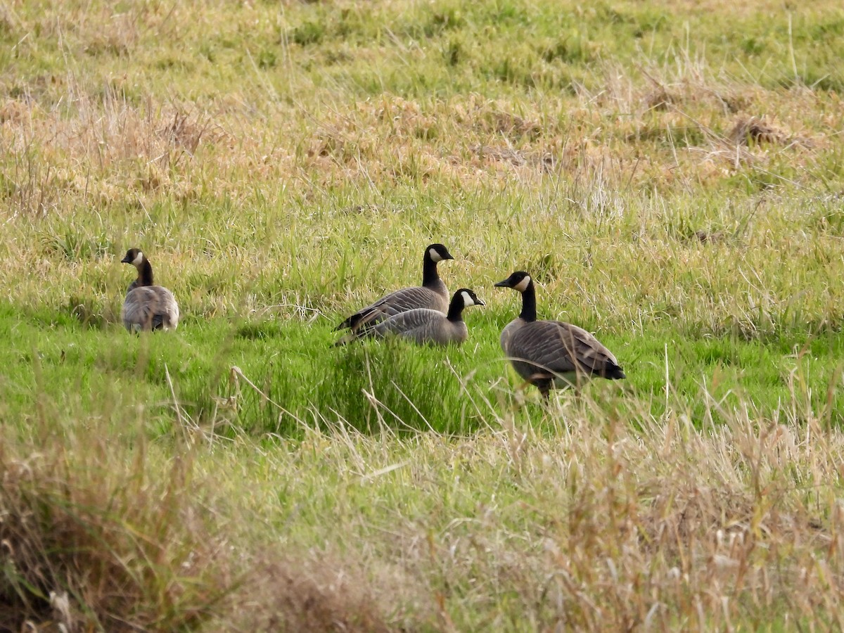 小加拿大雁 - ML646221190