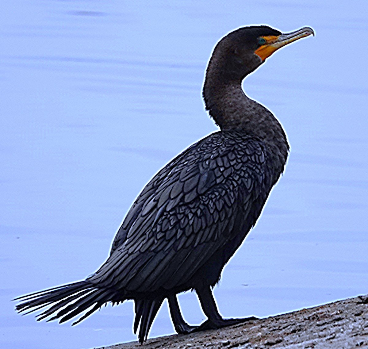 Ушастый баклан - ML646221191