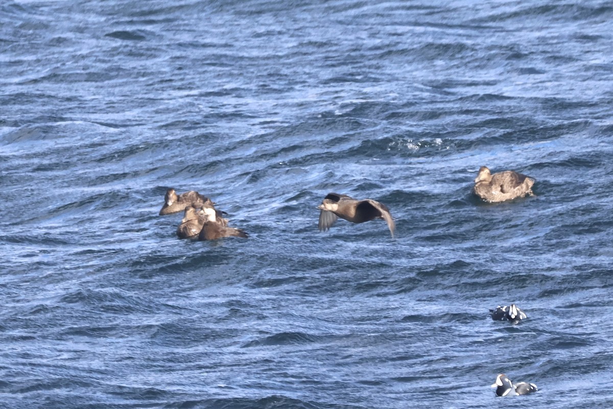 Black Scoter - ML646221193