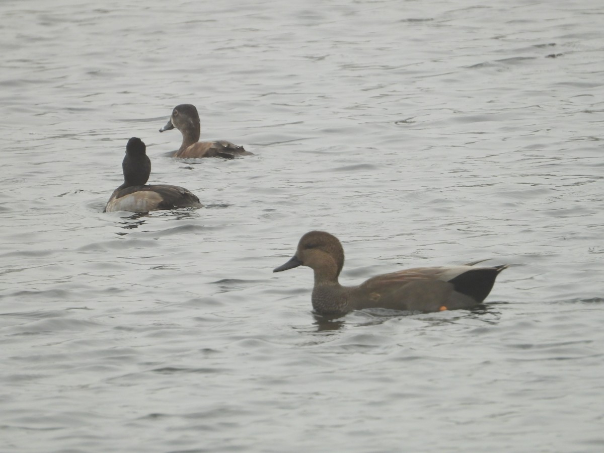 Нерозень - ML646221199