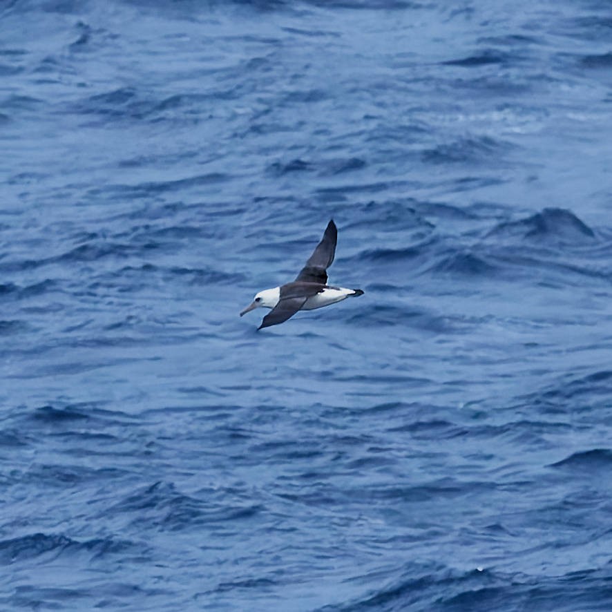 Laysan Albatross - ML646221201