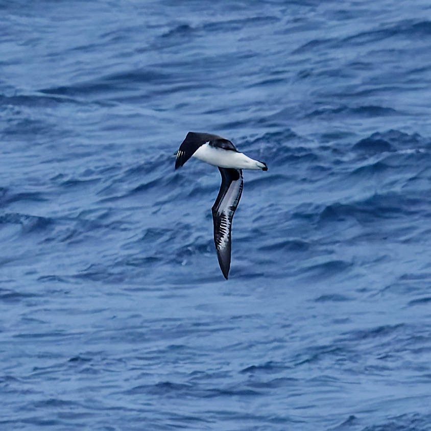 Laysan Albatross - ML646221202