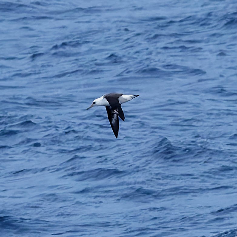 Laysan Albatross - ML646221203