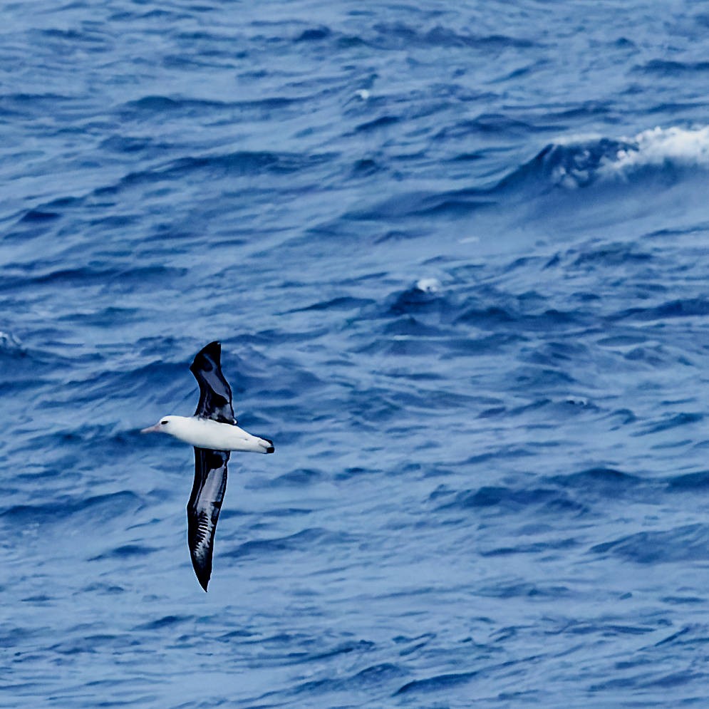 Laysan Albatross - ML646221206