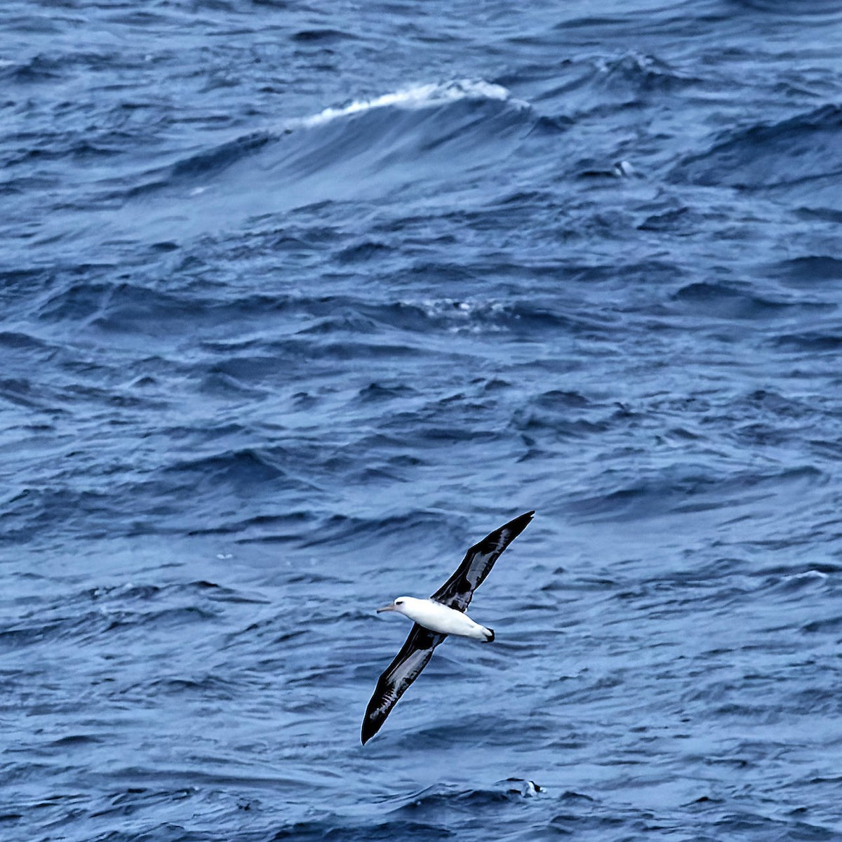 Laysan Albatross - ML646221207