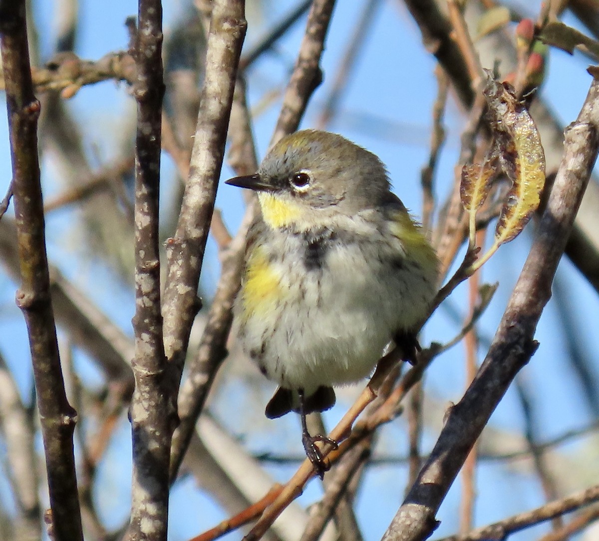 Yellow-rumped Warbler - ML646221209