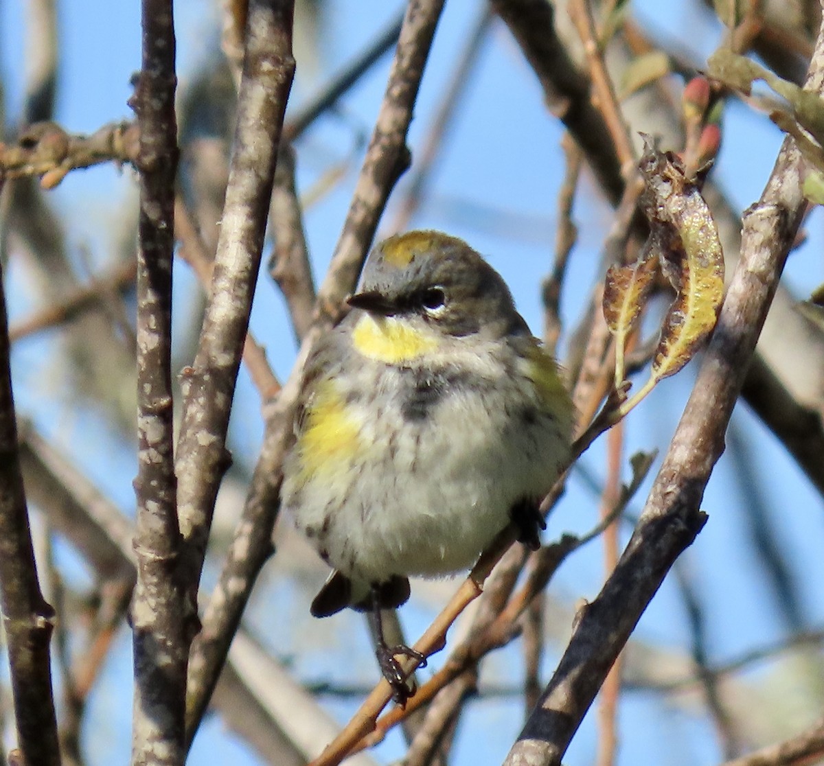 Yellow-rumped Warbler - ML646221210