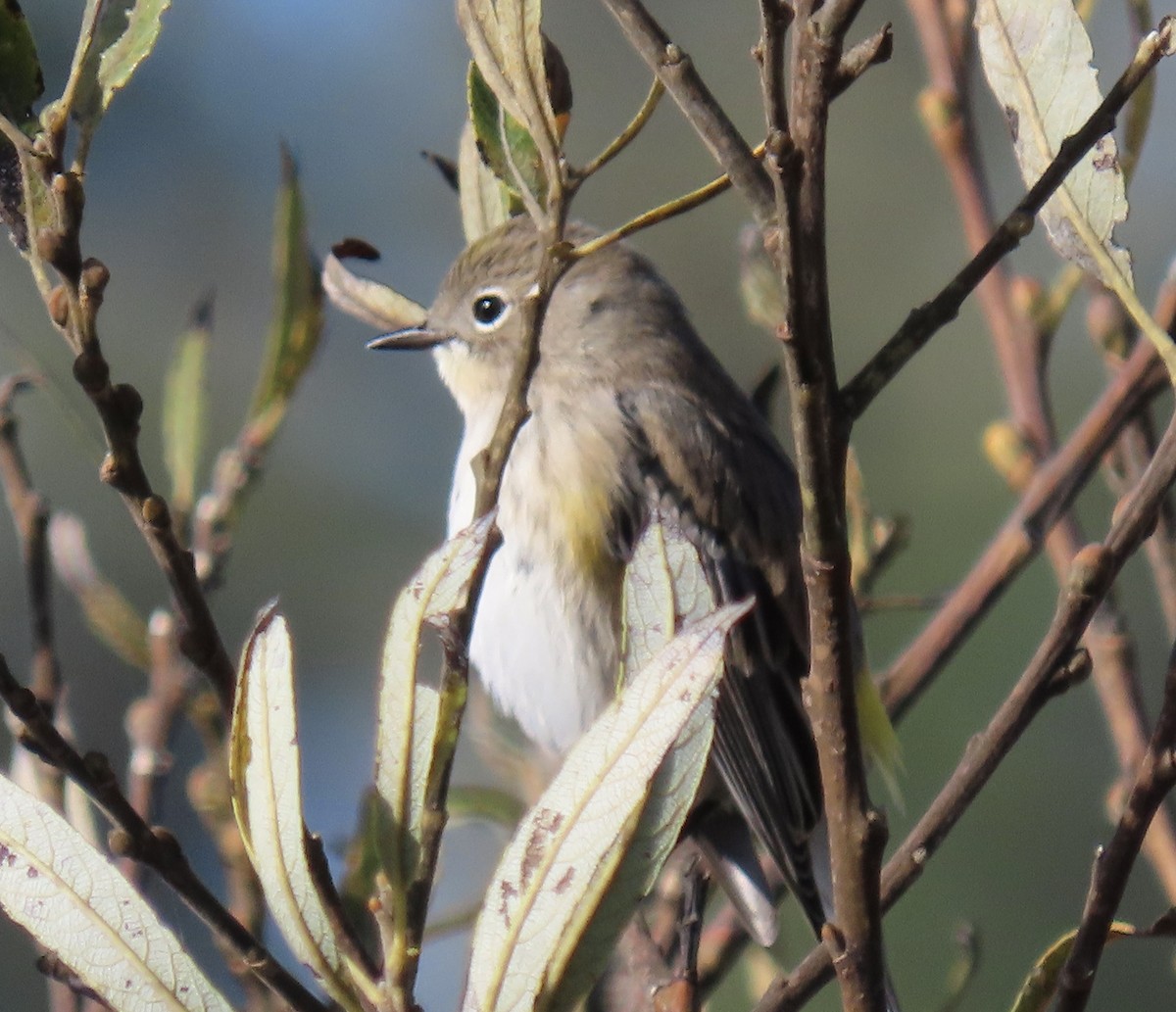 Yellow-rumped Warbler - ML646221211