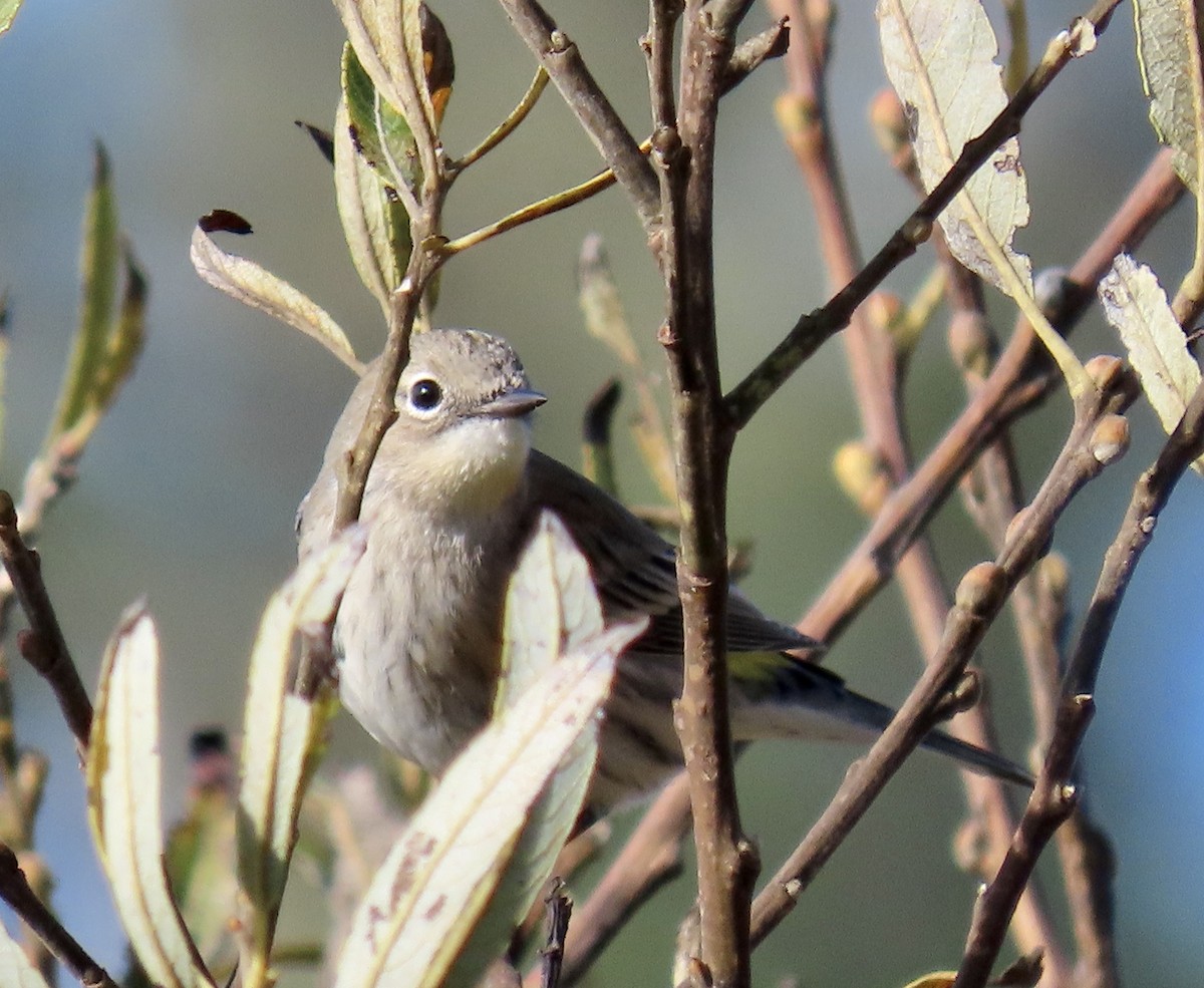 Yellow-rumped Warbler - ML646221212