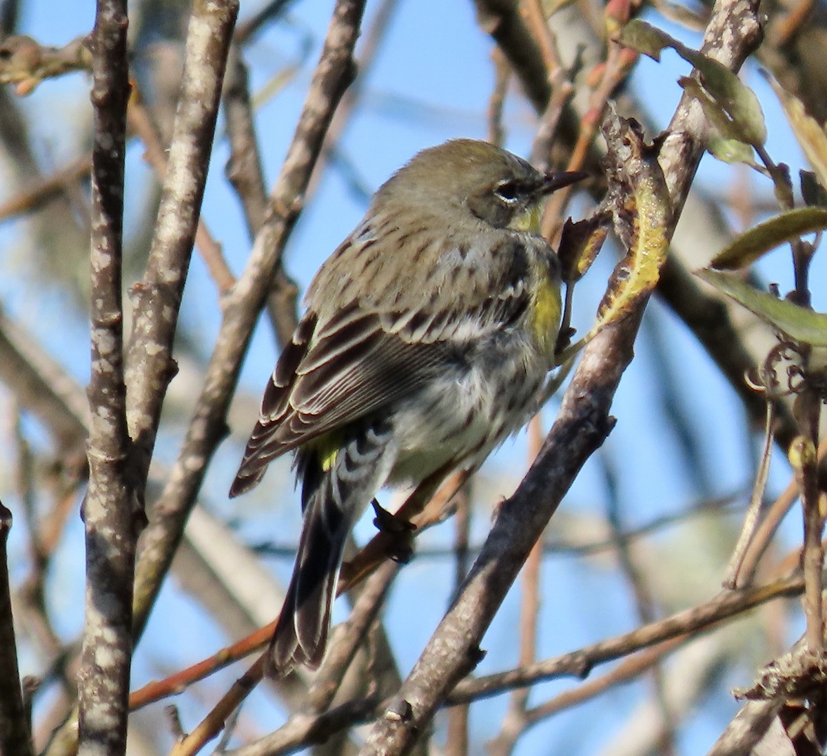 Yellow-rumped Warbler - ML646221213