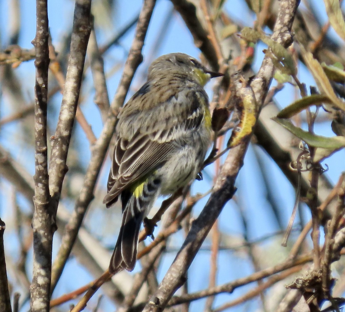 Yellow-rumped Warbler - ML646221215