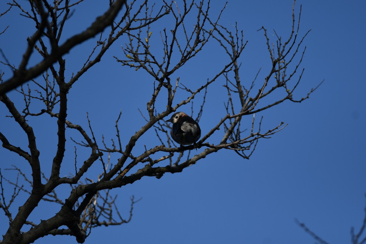 Шпак японський - ML646221216