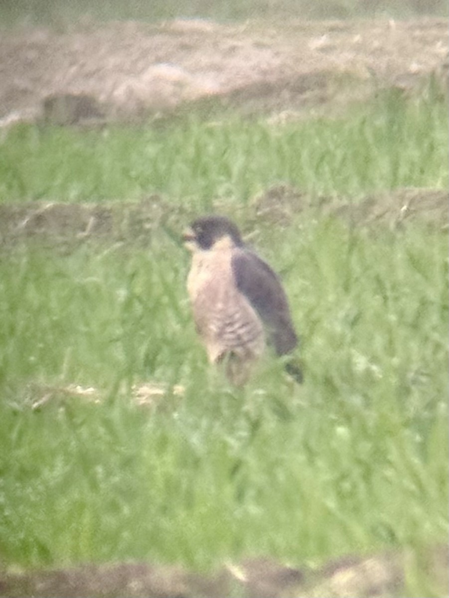 sokol stěhovavý - ML646221222