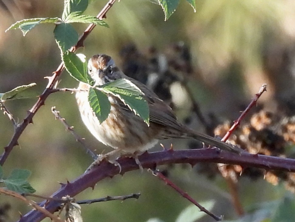 Song Sparrow - ML646221227
